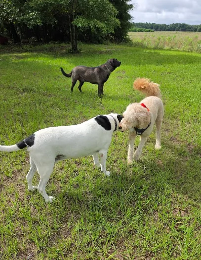 Ruff Landing Doggie Daycare and Boarding